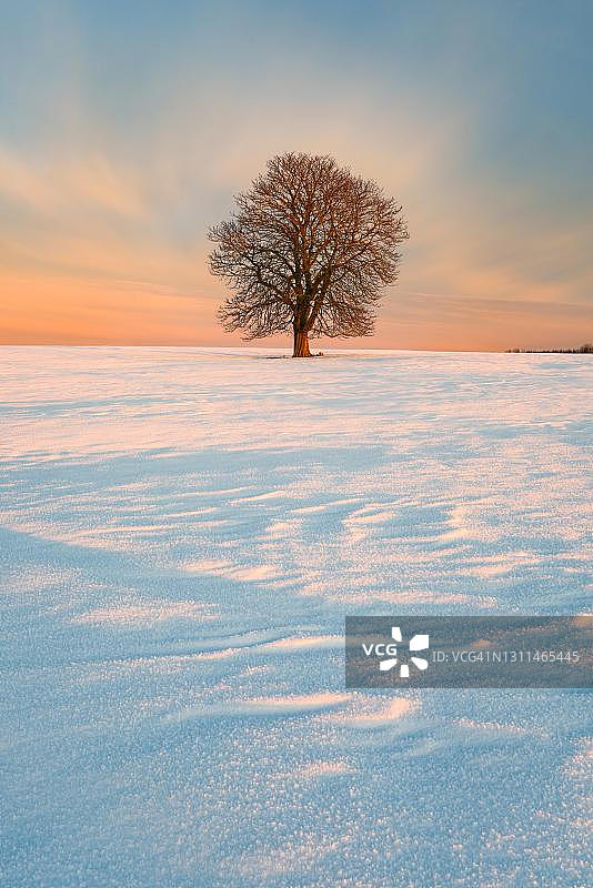德国雪地里的欧洲七叶树图片素材