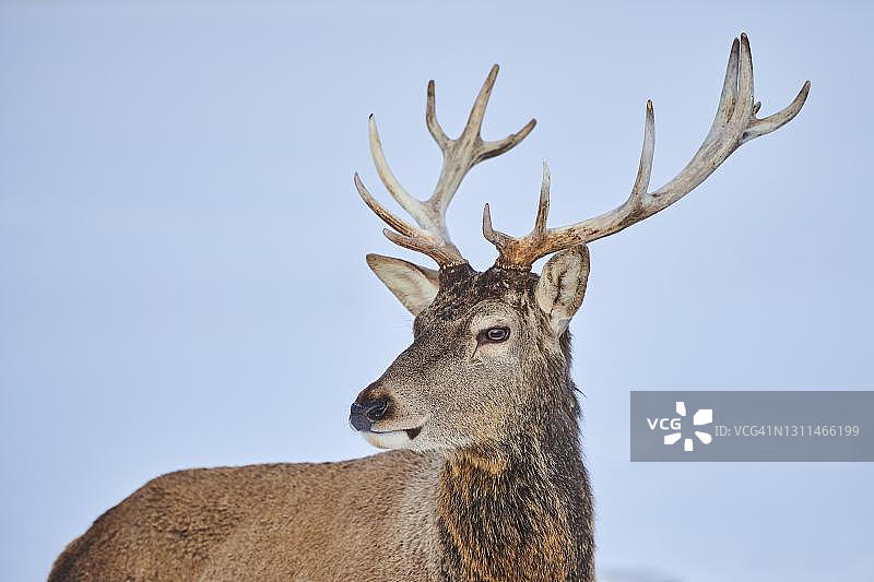 德国巴伐利亚的赤鹿特写图片素材