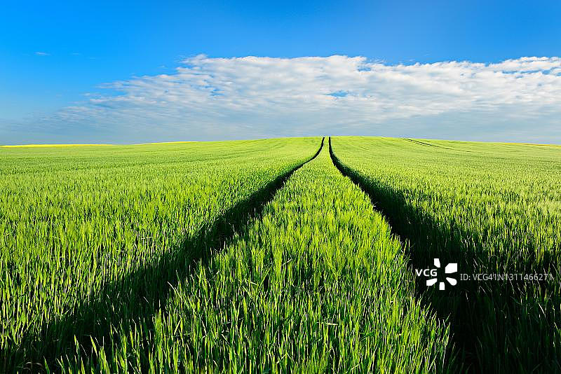 萨克森-安哈尔特州萨勒河谷自然公园的绿色玉米田图片素材