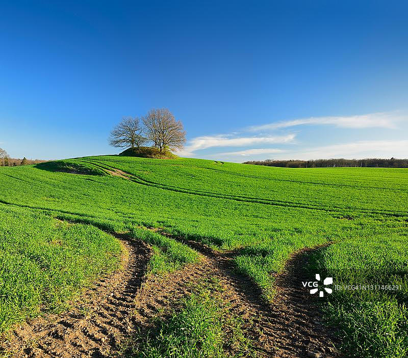 德国梅克伦堡-前波美拉尼亚州克拉科夫湖附近，春天绿色的玉米田，蓝色天空，地平线上的史前墓图片素材