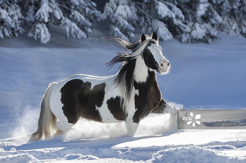 奥地利雪地里奔跑的花斑母马图片素材
