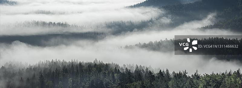 雾蒙蒙的森林全景，树木从雾中升起，萨克森瑞士国家公园，易北河砂岩山脉，萨克森州，德国图片素材