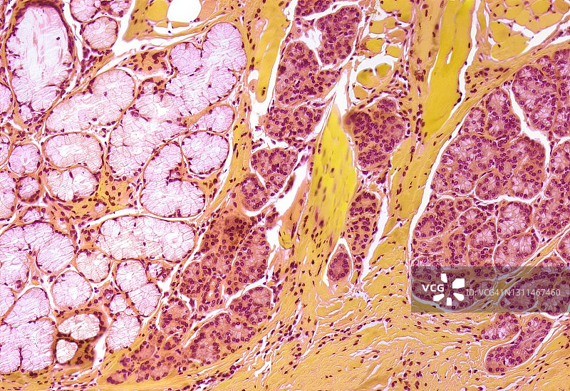 唾液腺，LM图片素材