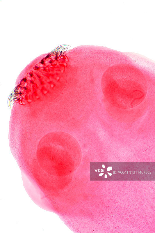 绦虫显微照片图片素材