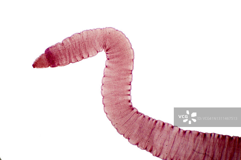 绦虫显微照片图片素材