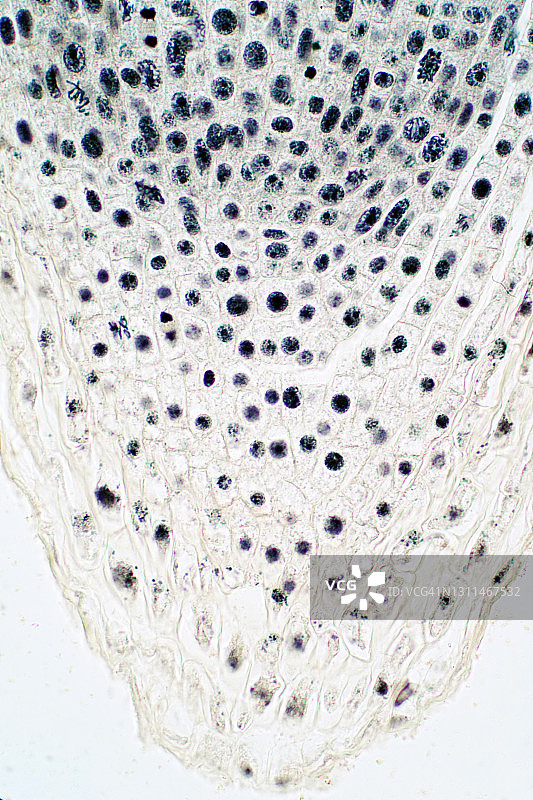 有丝分裂，光学显微照片。图片素材