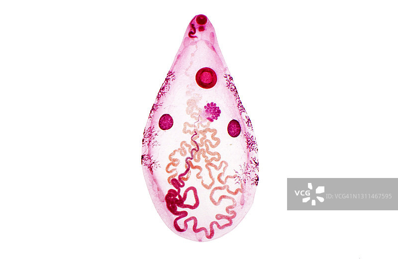 肝吸虫显微照片图片素材