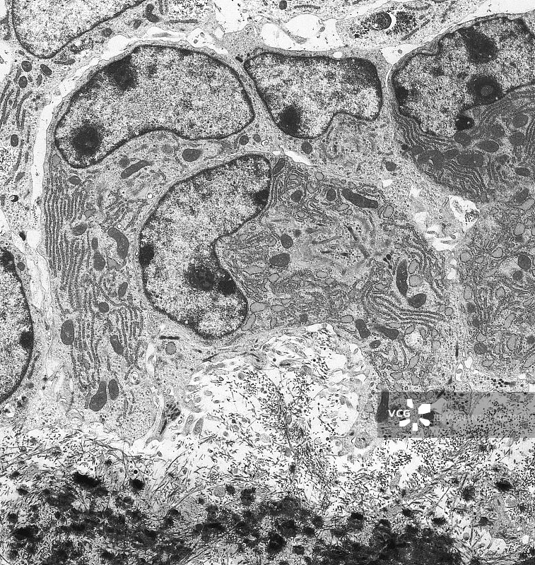成骨细胞图片素材