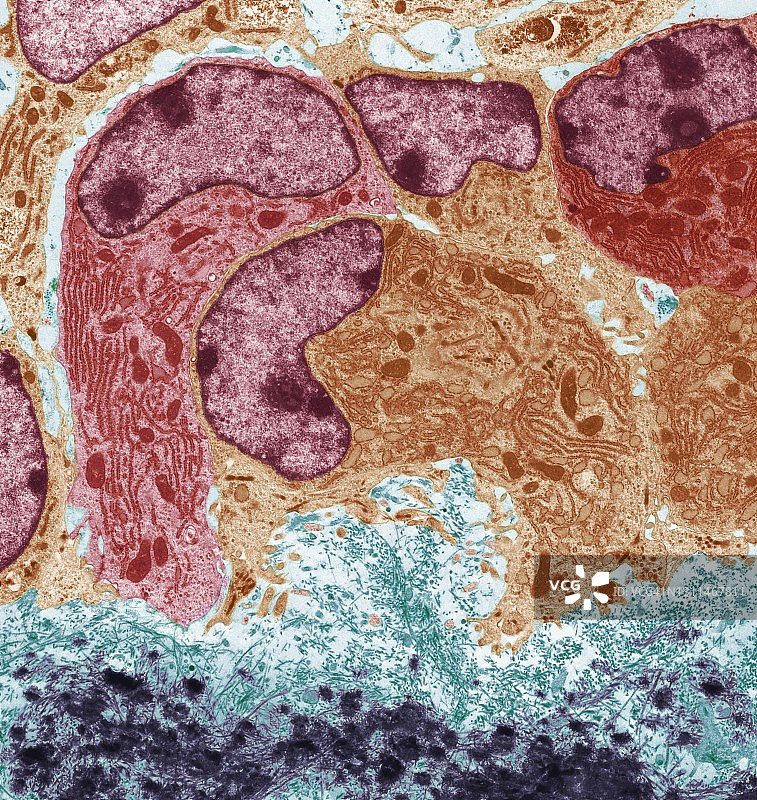 成骨细胞图片素材