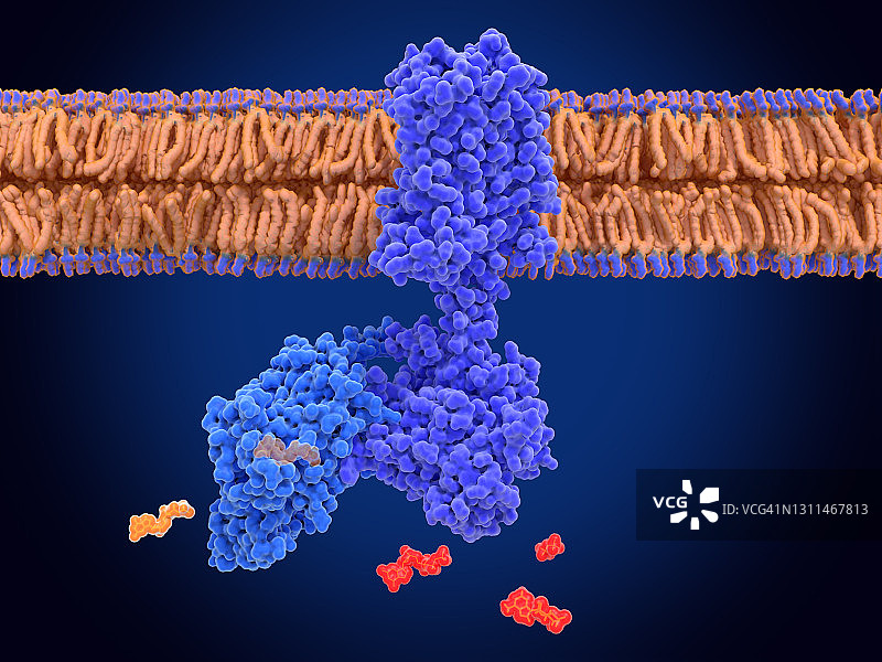 cAMP依赖通路分子模型图片素材