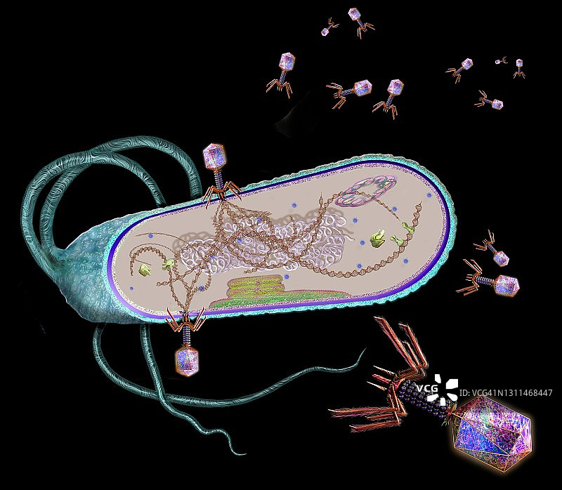 噬菌体感染细菌细胞，图示图片素材