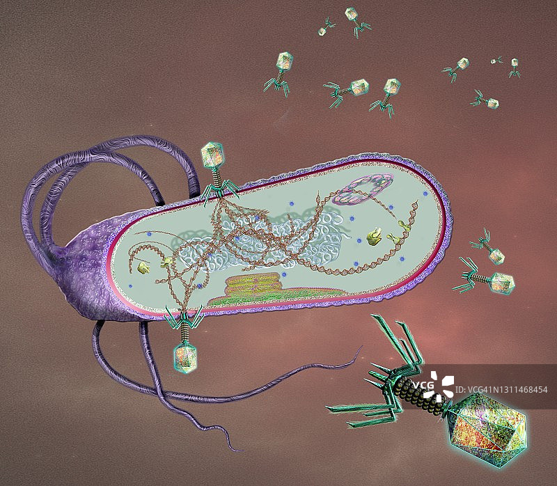 噬菌体感染细菌细胞，图示图片素材