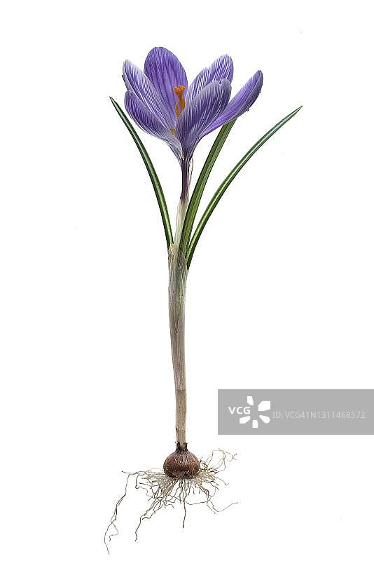 德国白色背景下的园地番红花杂交品种图片素材