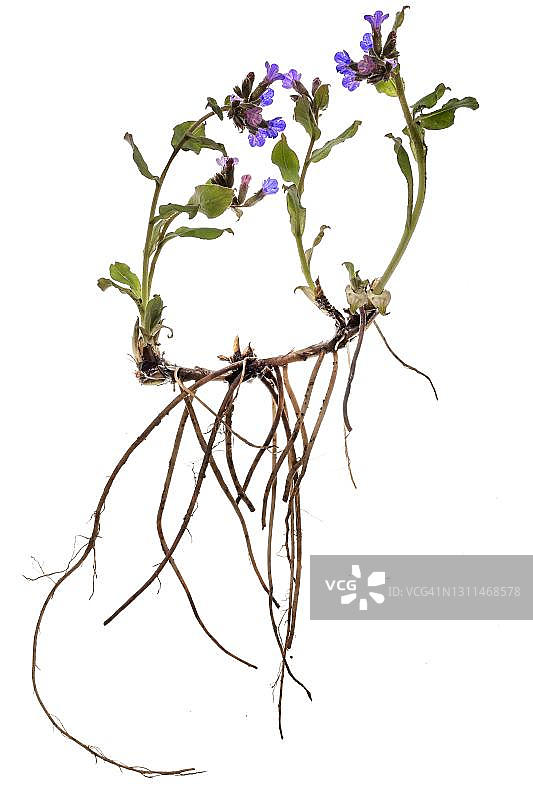 德国白背景上的肺草图片素材