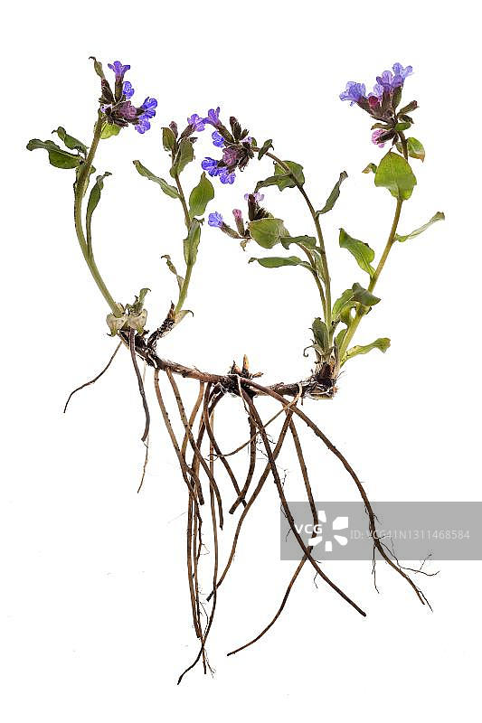 德国白背景上的肺草图片素材