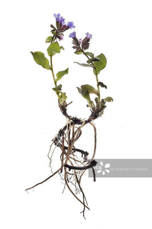 德国白背景上的肺草图片素材