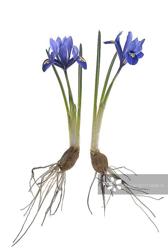 德国白色地面上的网脉鸢尾图片素材