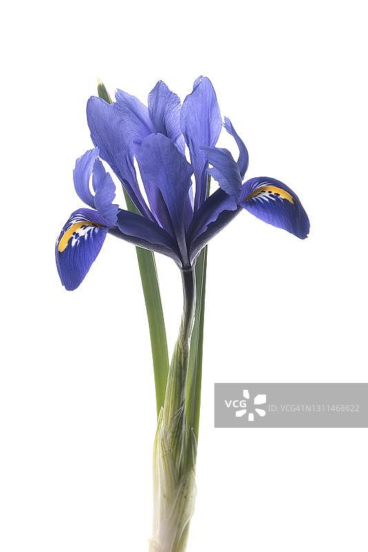 德国白色背景上的网纹鸢尾花图片素材