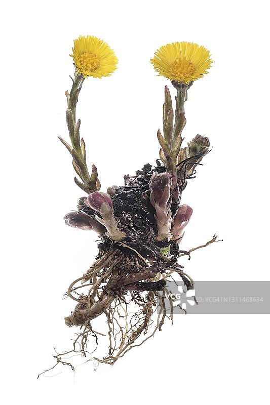 德国白色背景上的款冬图片素材