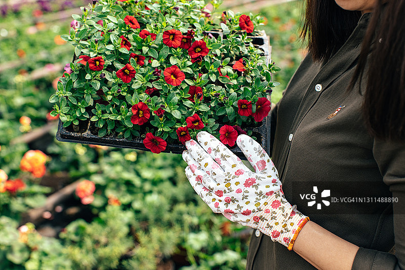 红灌木花朵图片素材