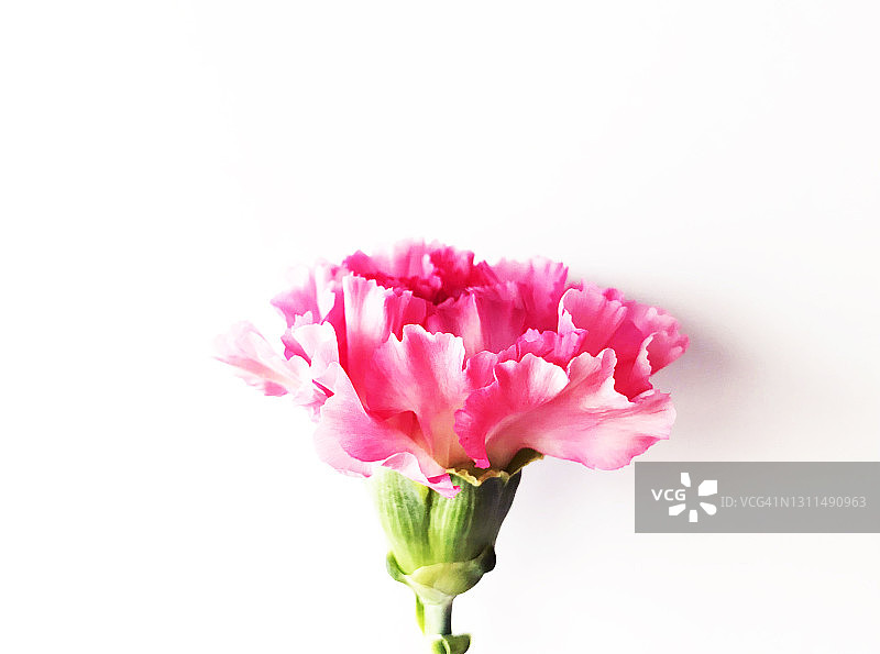 康乃馨花图片素材