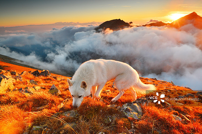 日落时分山顶上的白狗图片素材