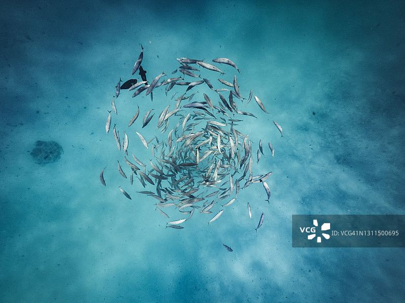 海洋中回游的鱼群图片素材