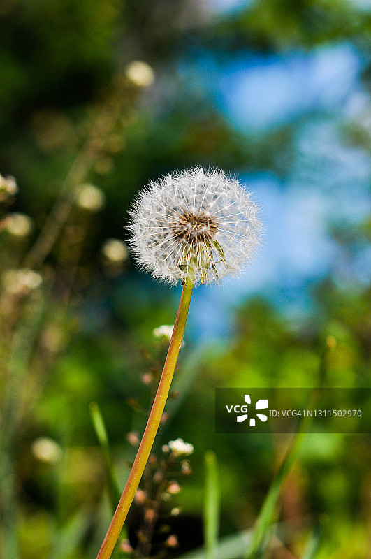 蒲公英图片素材