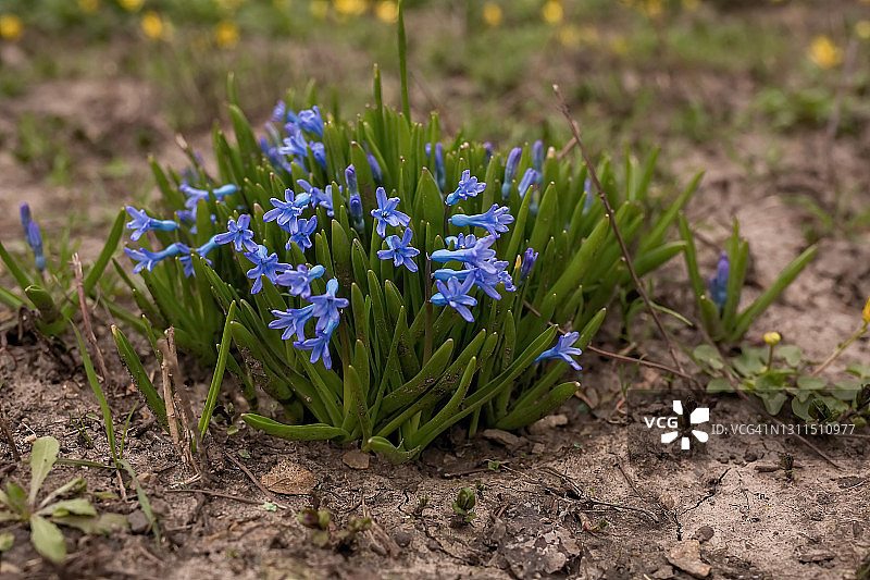 白色蓝色绵枣儿春天花朵特写图片素材