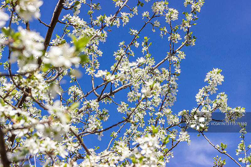 蓝天背景下的白色梅花，花园里的春季花枝图片素材