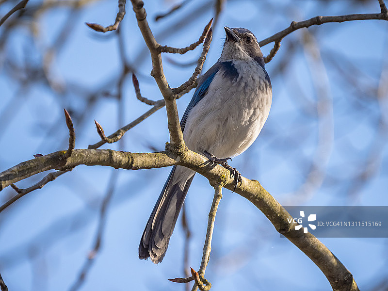 西部丛鸦-里奇菲尔德国家野生动物保护区001图片素材