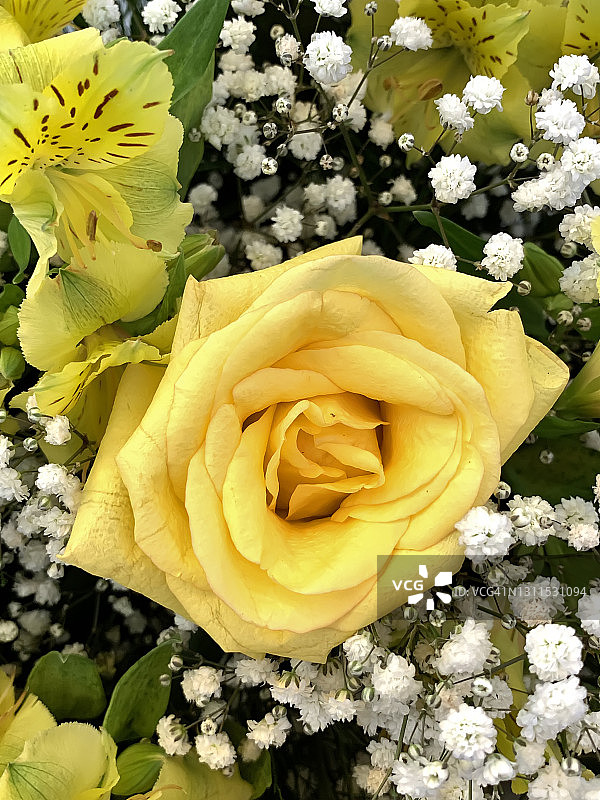 美丽的黄玫瑰图片素材