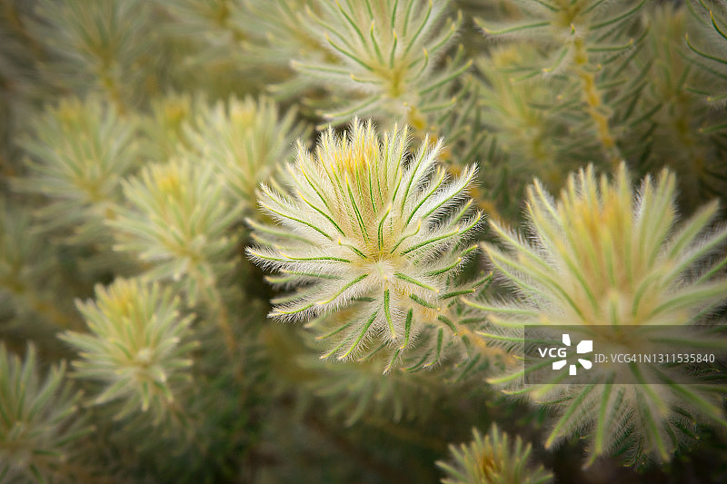 南非的羽毛草图片素材