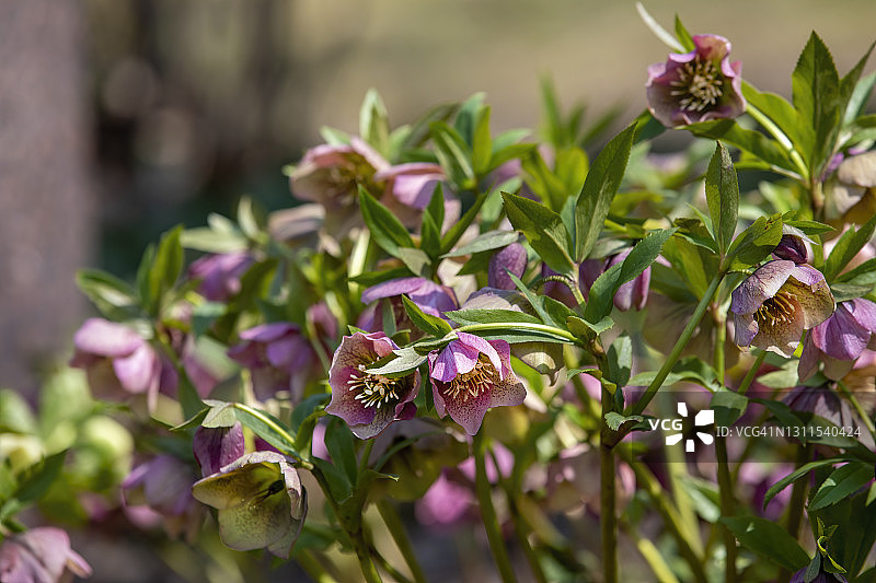 铁筷子花图片素材