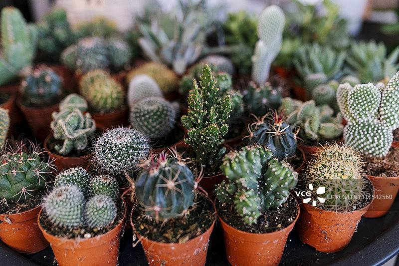 商店里陈列的各式多肉植物和仙人掌图片素材