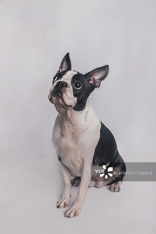 坐在白色背景前的波士顿梗犬图片素材