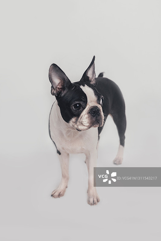 小狗站在白色背景前望向远方图片素材