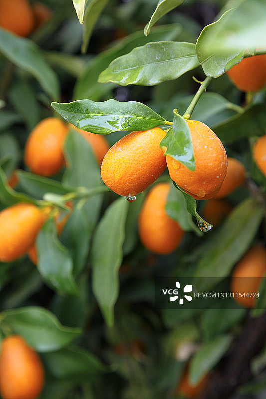 树上的新鲜成熟金橘图片素材