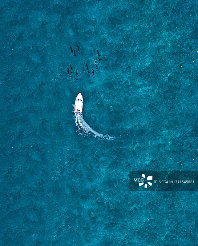 蓝色海域中快艇追逐海豚群航拍图片素材