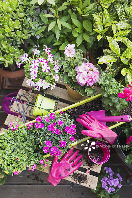 阳台盆栽花卉图片素材