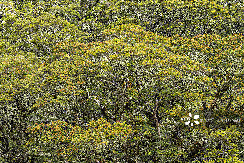 峡湾国家公园的山毛榉森林图片素材