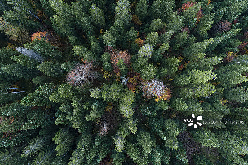 秋季绿色针叶林的无人机航拍图片素材