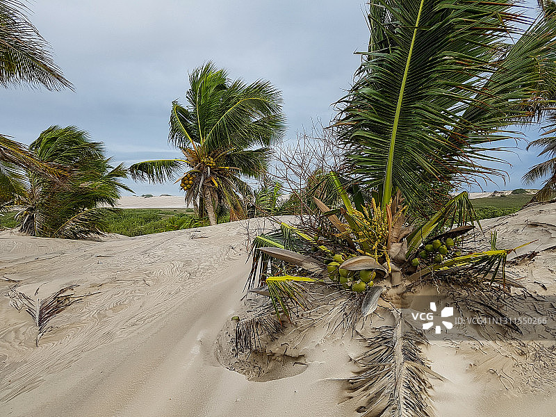 被掩埋的椰树图片素材