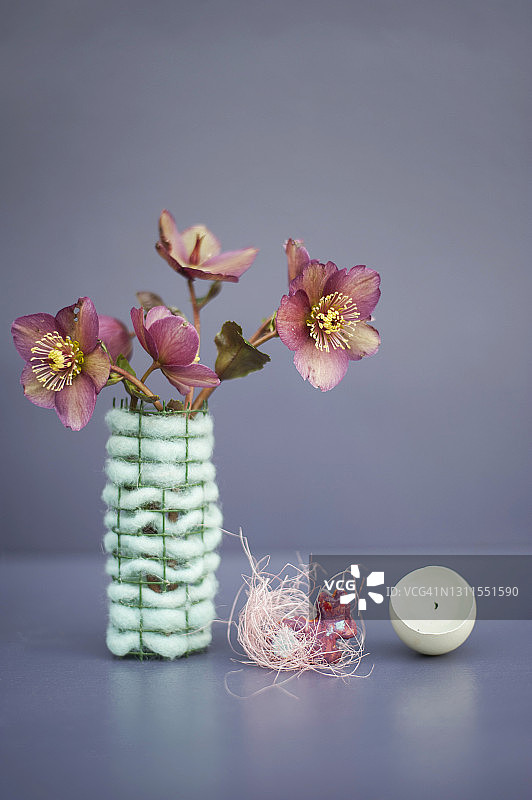 用羊毛和金属丝制成的花瓶中盛开的紫色圣诞玫瑰（黑嚏根草）图片素材