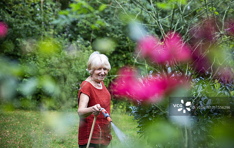 老年妇女用花园软管浇灌花园图片素材