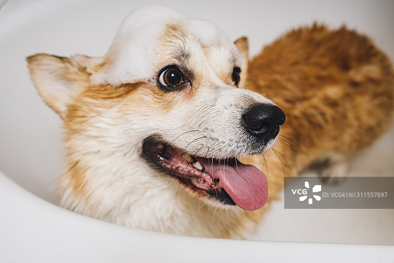 站在浴缸里的柯基犬肖像图片素材