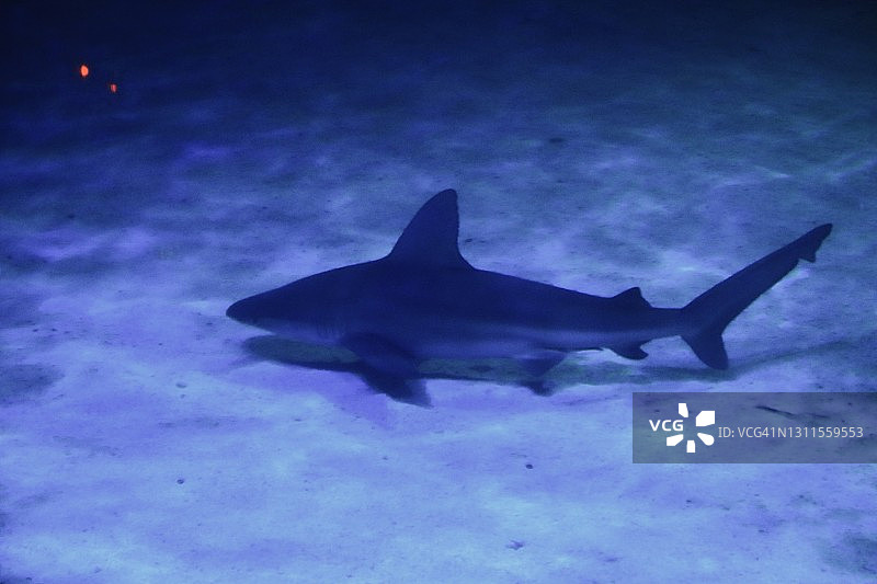 在底部附近游泳的鲨鱼图片素材