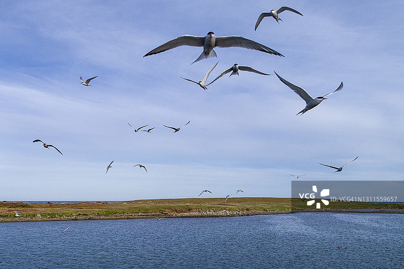 加拿大纽芬兰科德罗北极燕鸥飞行空中鸟瞰图图片素材