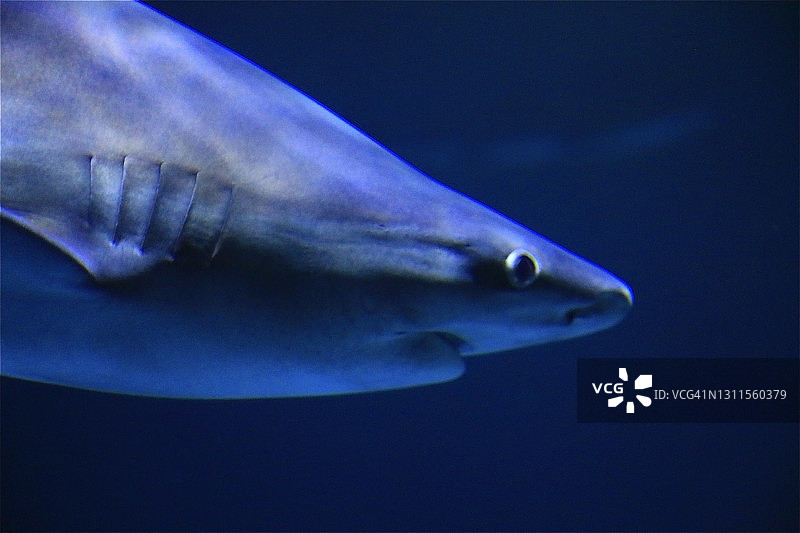 水中鲨鱼特写图片素材