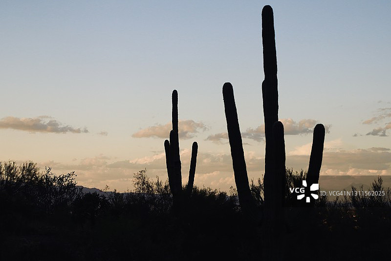 索诺拉沙漠剪影图片素材